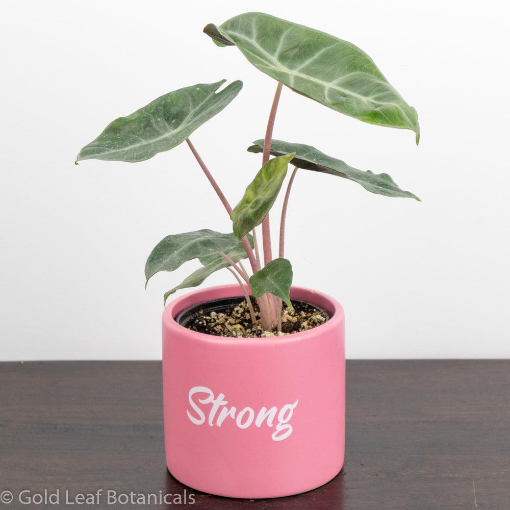 Buy Alocasia Pink Dragon