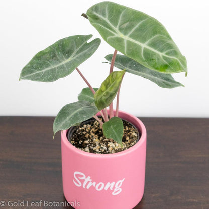 Alocasia Pink Dragon For Sale