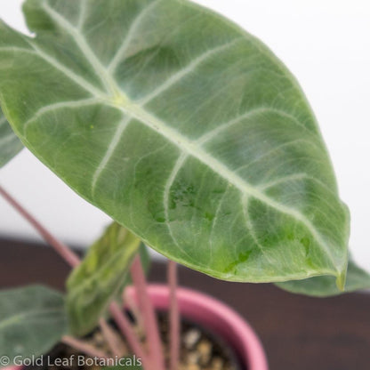 Alocasia Pink Dragon Ontario Canada