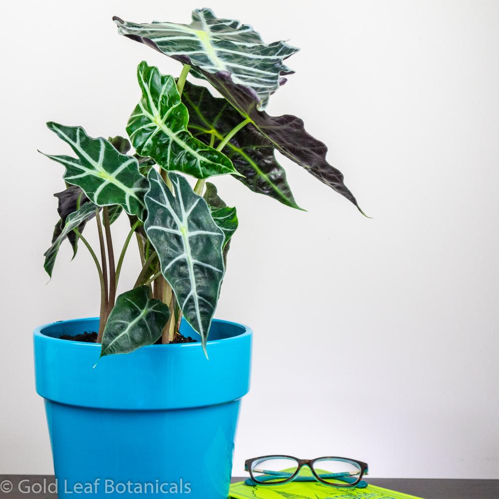 Buy Alocasia Polly