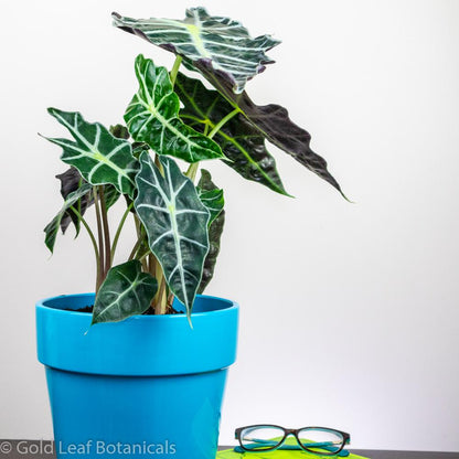 Alocasia Polly For Sale Ontario Canada