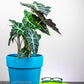 Alocasia Polly Water and Sun