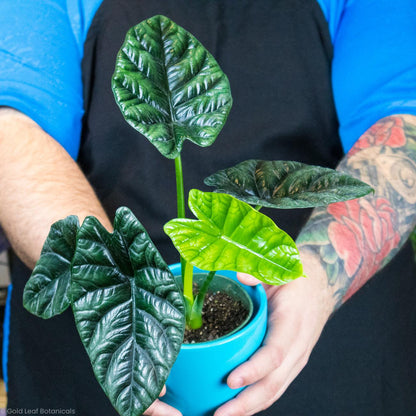 Alocasia Sinuata (Quilted Dream) Care