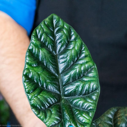 Buy Alocasia Sinuata (Quilted Dream)