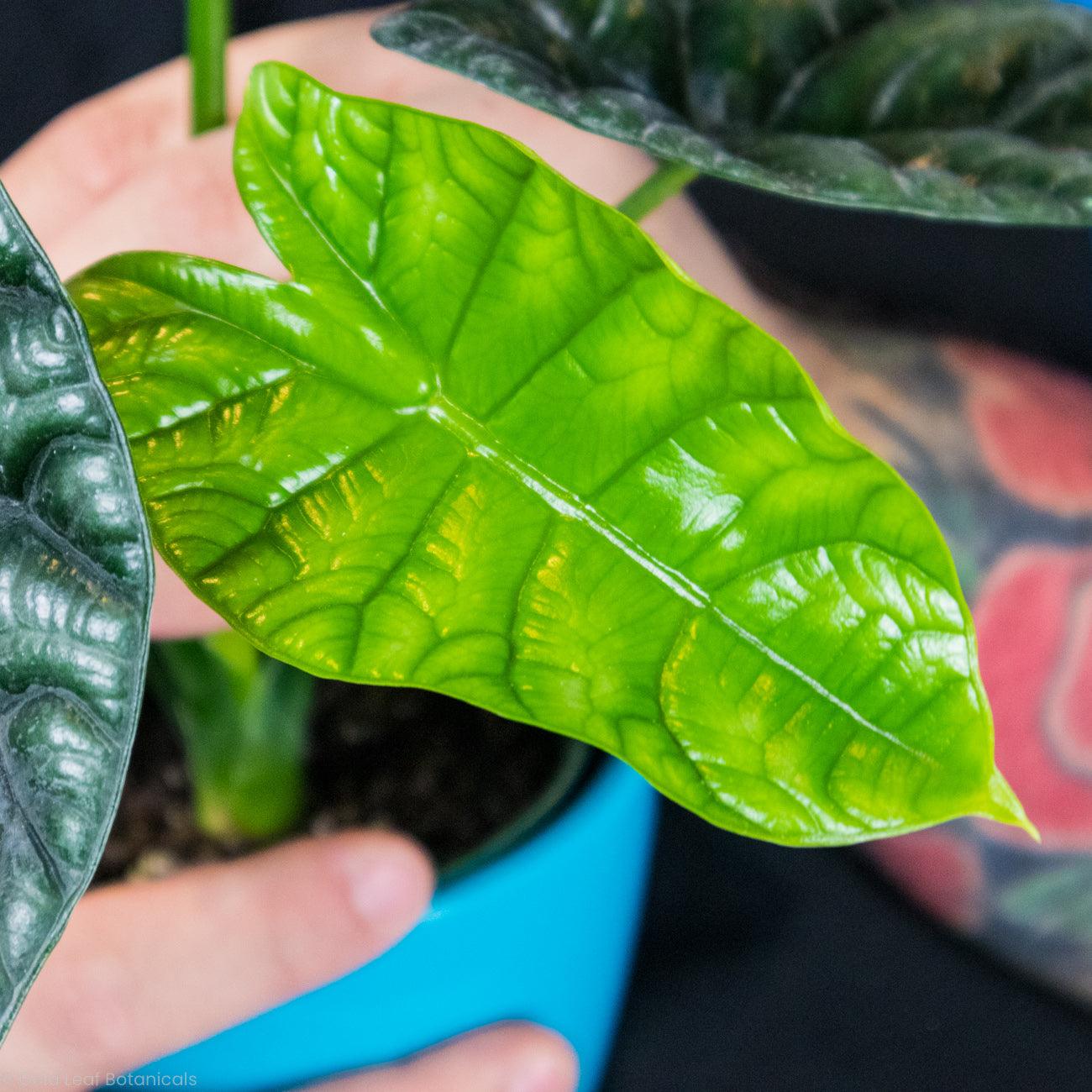 Alocasia Sinuata (Quilted Dream) For Sale