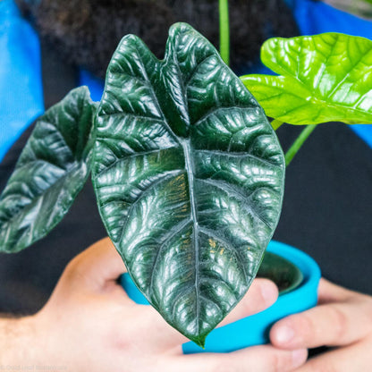 Alocasia Sinuata (Quilted Dream) Ontario Canada