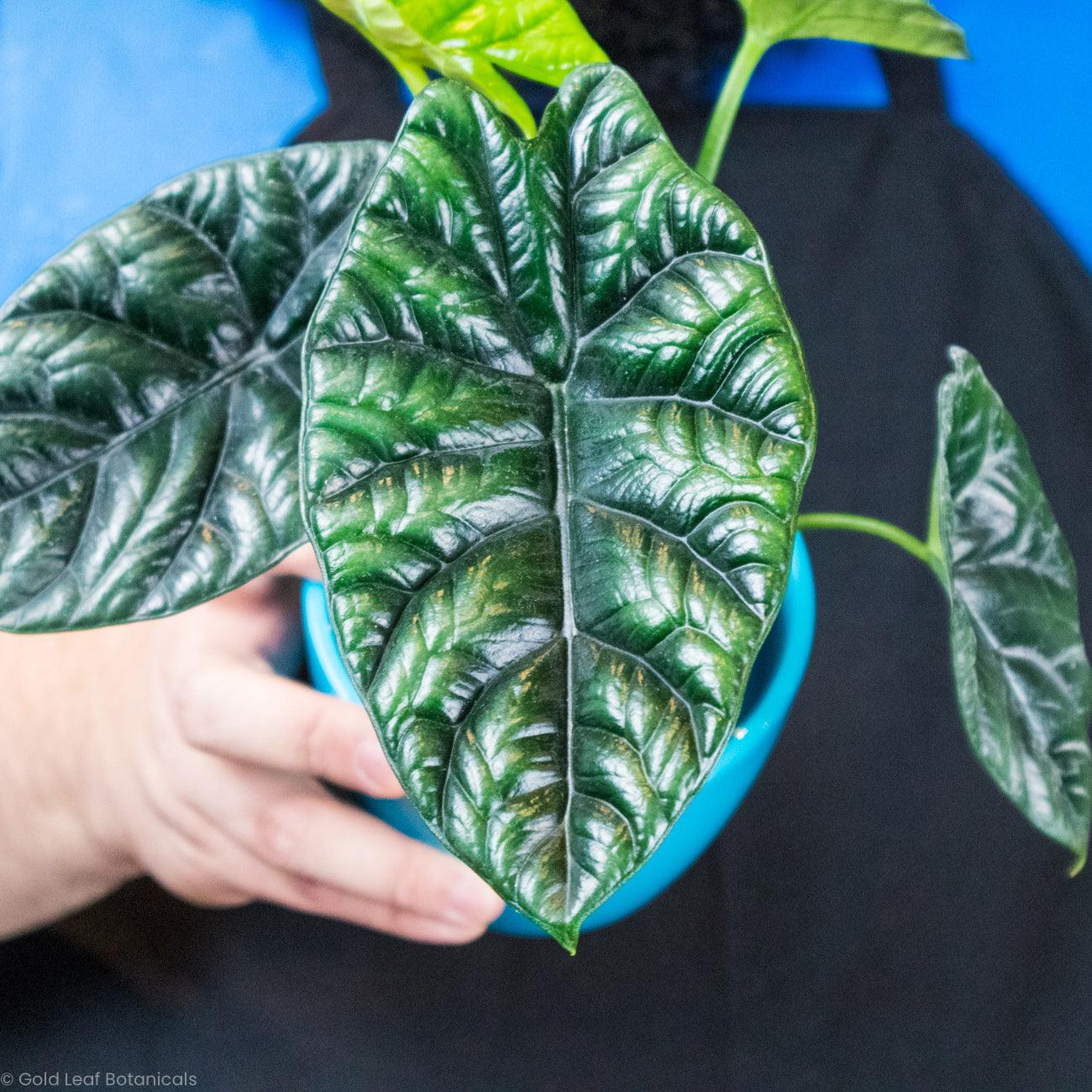 Alocasia Sinuata (Quilted Dream) Water and Sun