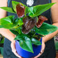 Anthurium Chocolate Plant