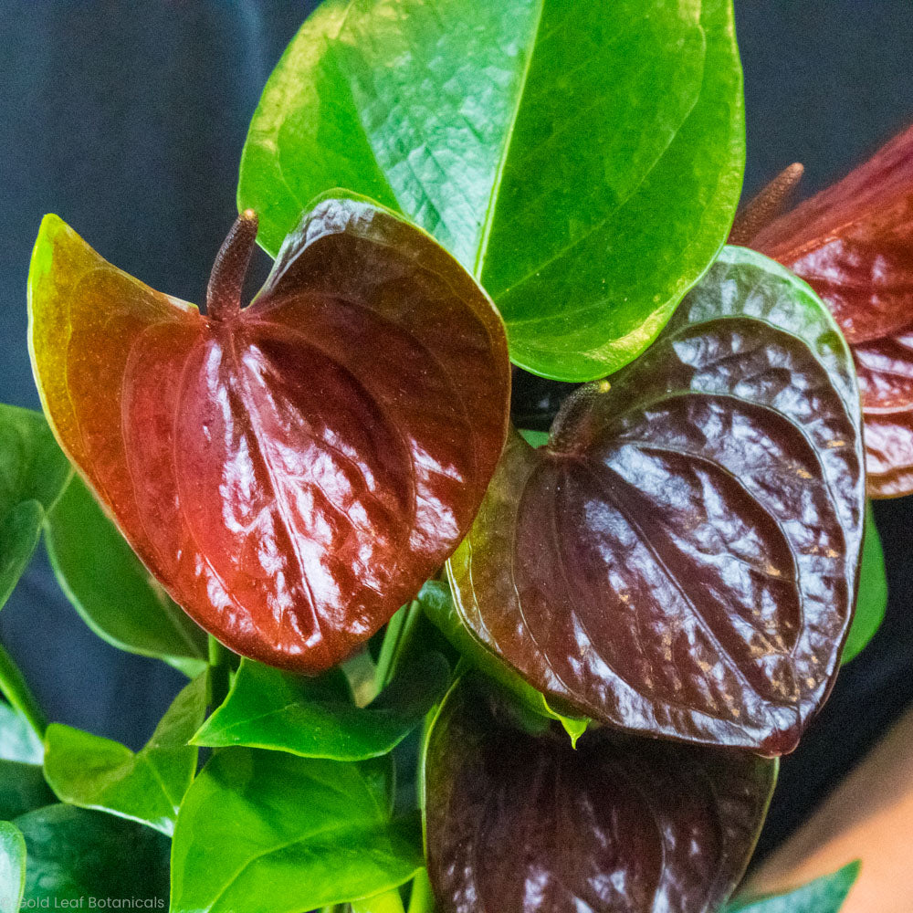 anthurium dark chocolate Anthurium Chocolate Care