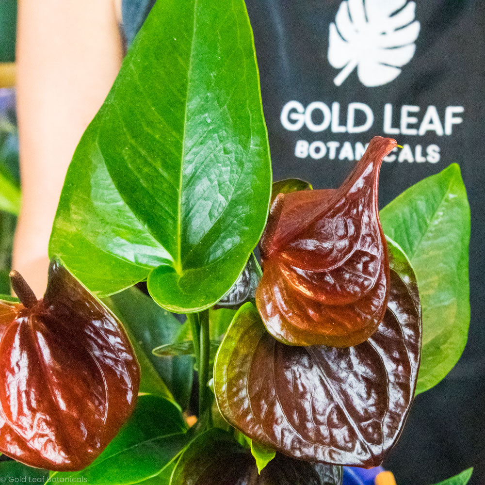 anthurium peltigerum chocolate Anthurium Chocolate Care