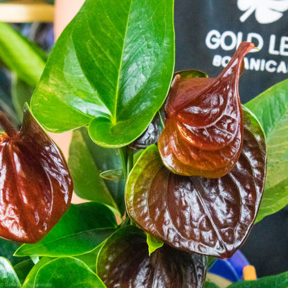 Anthurium Chocolate Sun