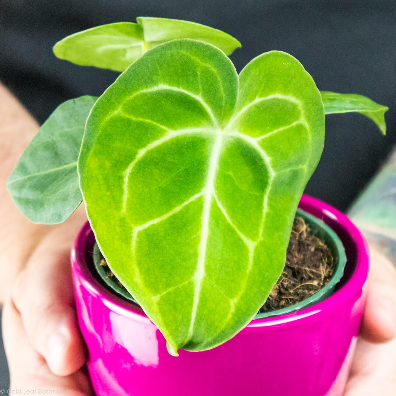 Anthurium Clarinervium