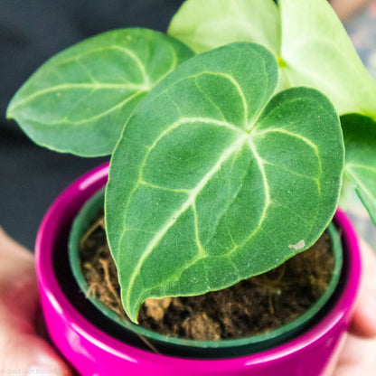 anthurium clarinervium juvenile Anthurium Clarinervium Care