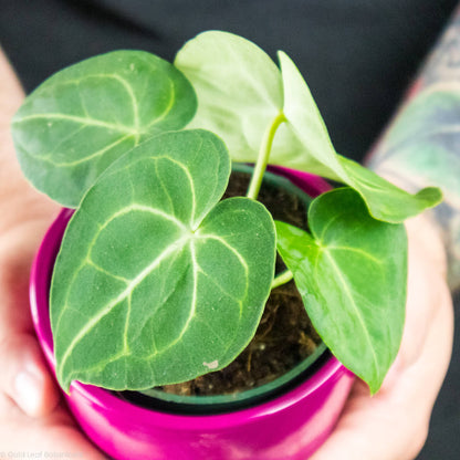 anthurium clarinervium temperature Anthurium Clarinervium Care