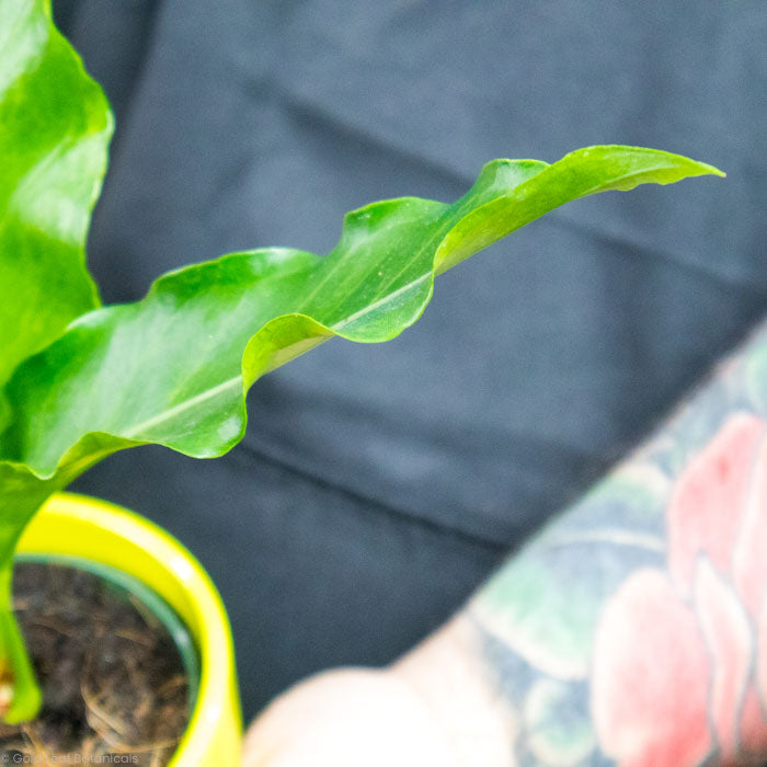 anthurium hookeri variegated care Anthurium Hookeri Variegated Plant Care