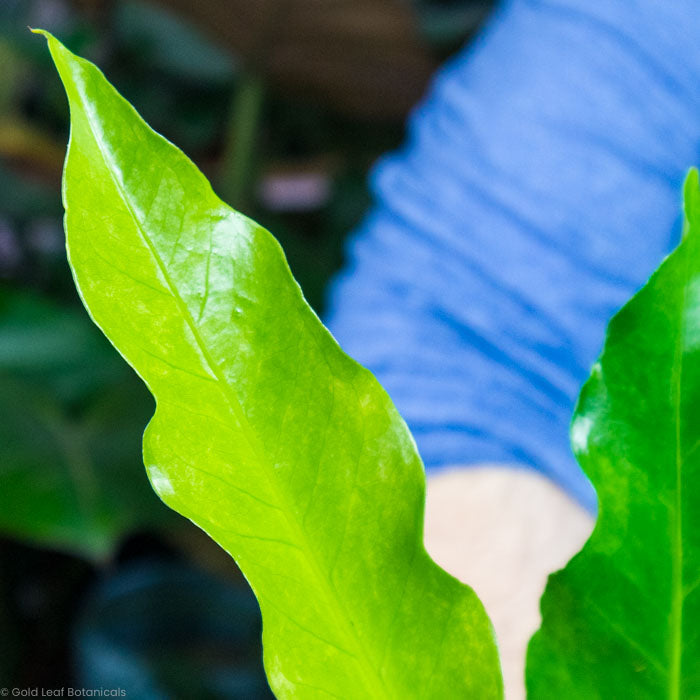 Anthurium Hookeri Variegated