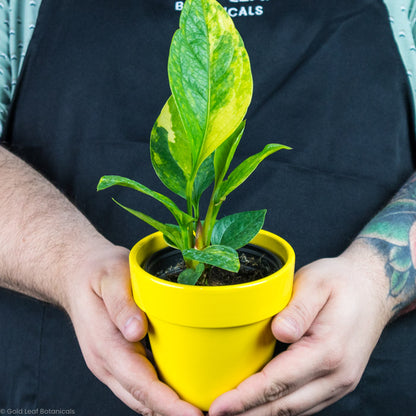 Anthurium Jenmanii Variegated being held in a yellow pot