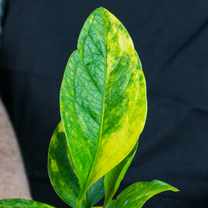 Anthurium Jenmanii Variegated leaf up close