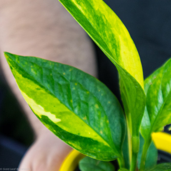 Anthurium Jenmanii Variegated for sale in canada ontario