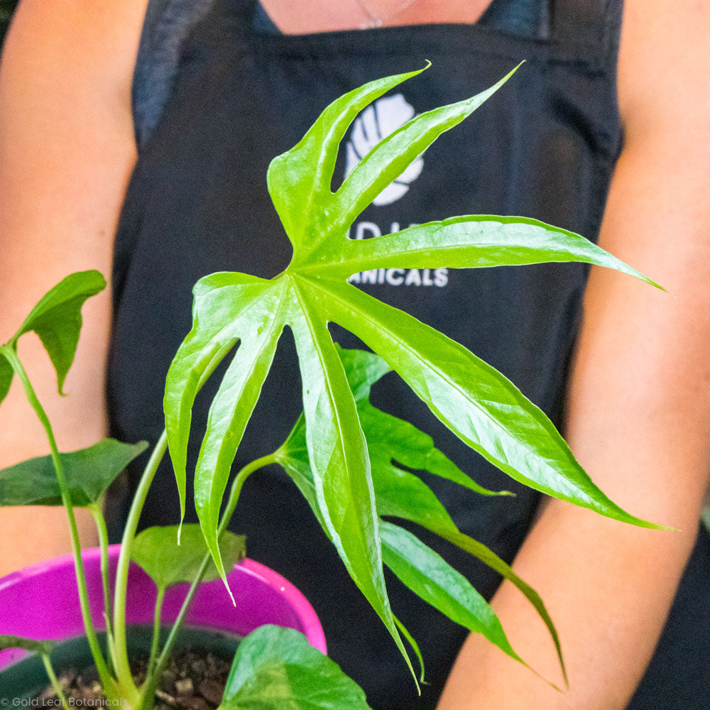 anthurium jari Anthurium Pedatoradiatum Care