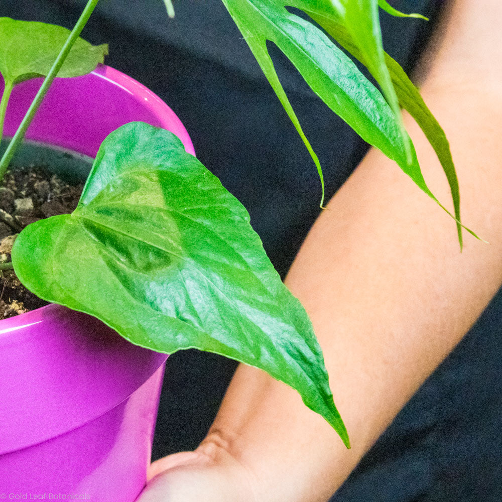 anthurium pedato radiatum care Anthurium Pedatoradiatum Care