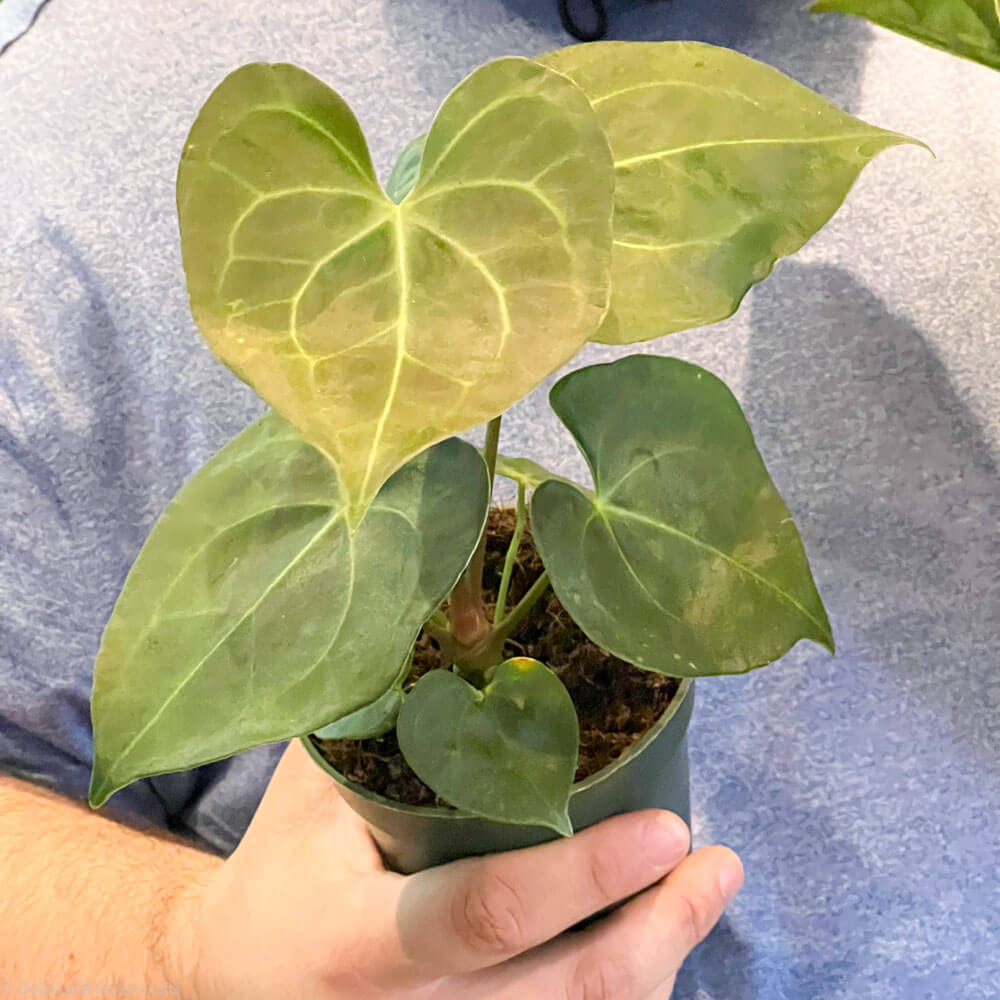 Anthurium Pterodactyl Plant in a plant store