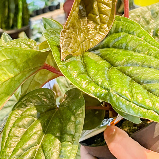 Anthurium Radicans X Luxurians Plant in a plant store