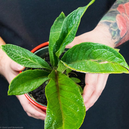 Anthurium Bonplandii Cobra Water and Sun