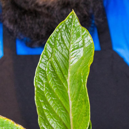 Anthurium Bonplandii Cobra For Sale