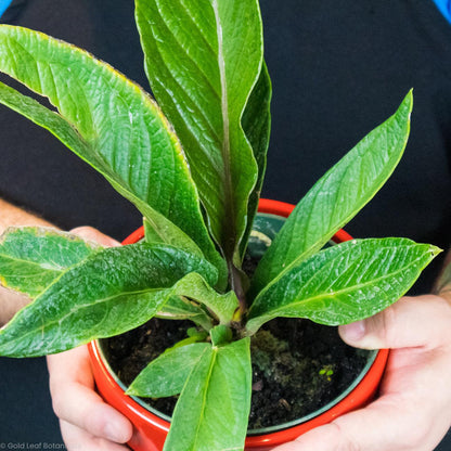 Buy Anthurium Bonplandii Cobra