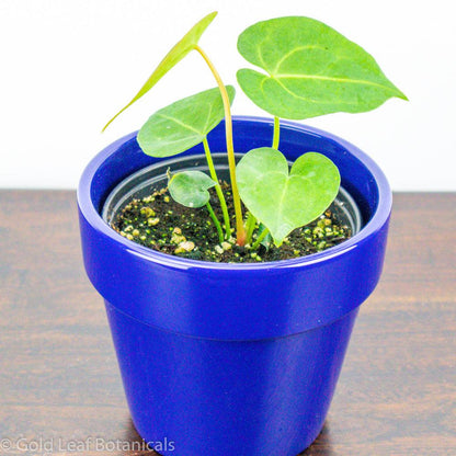 Anthurium Clarinervium For Sale