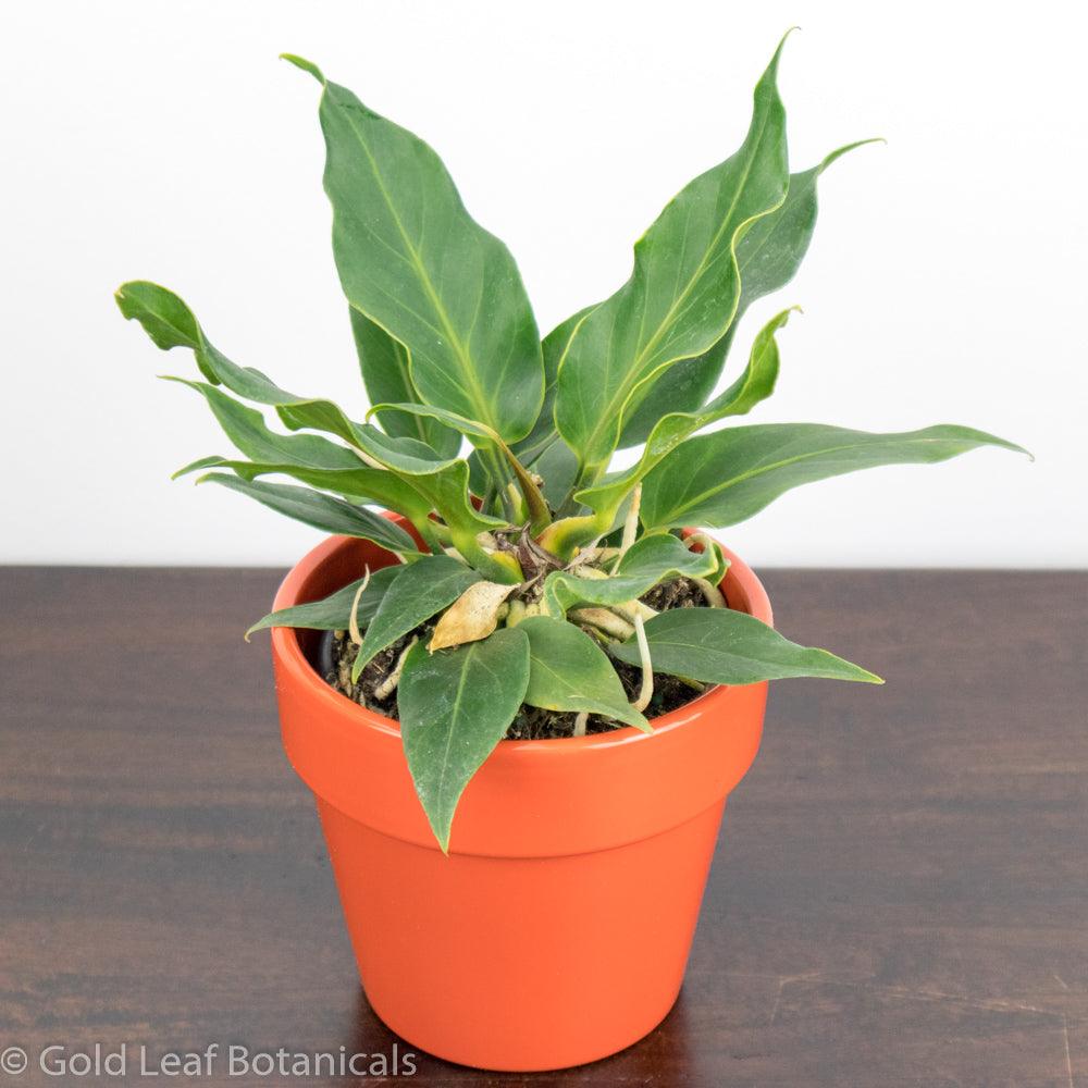 anthurium plowmanii yellow leaves Anthurium Plowmanii Care