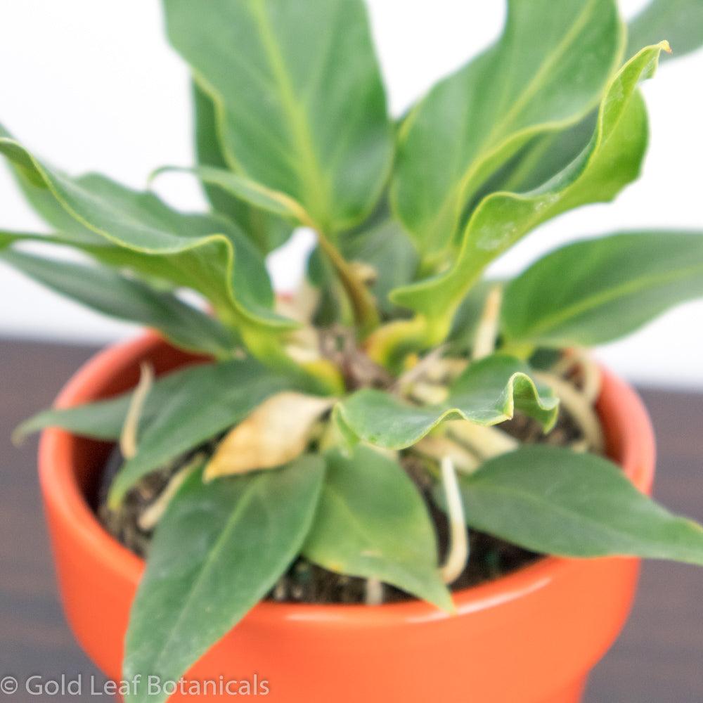 Anthurium Plowmanii Water