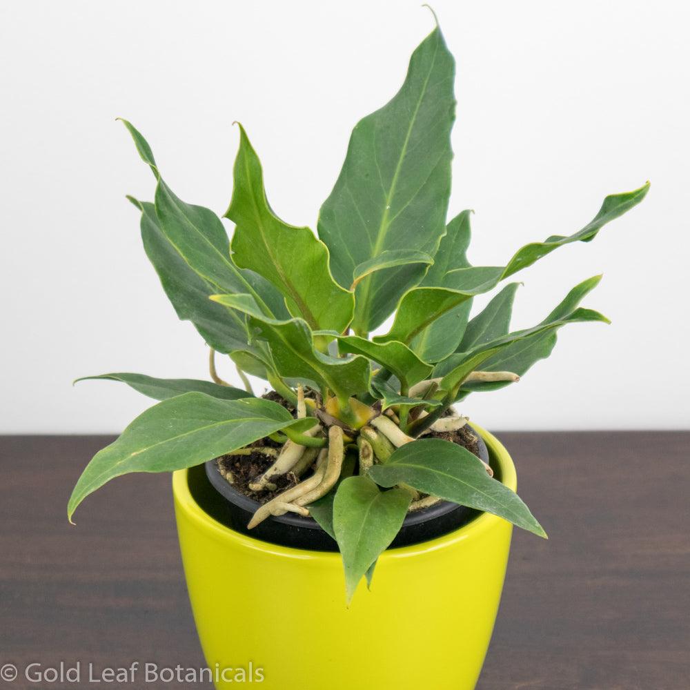 anthurium plowmanii yellow leaves Anthurium Plowmanii Care