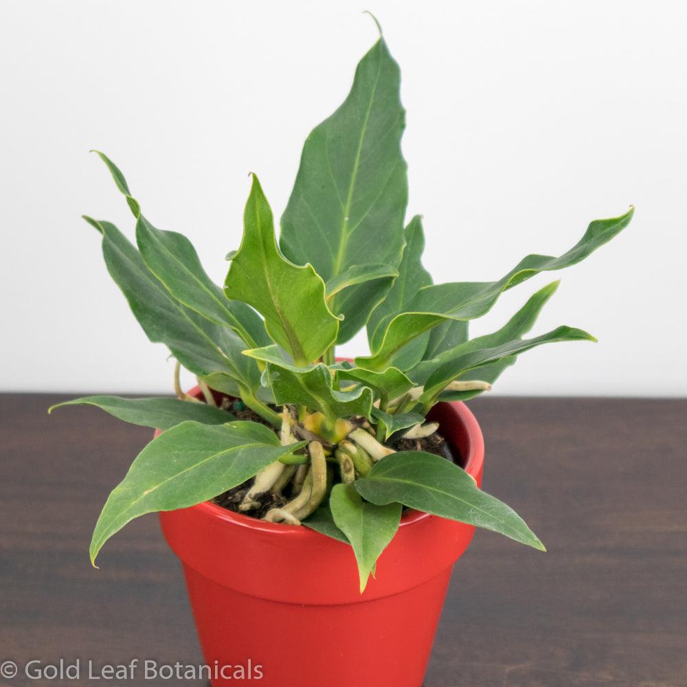 Buy Anthurium Plowmanii