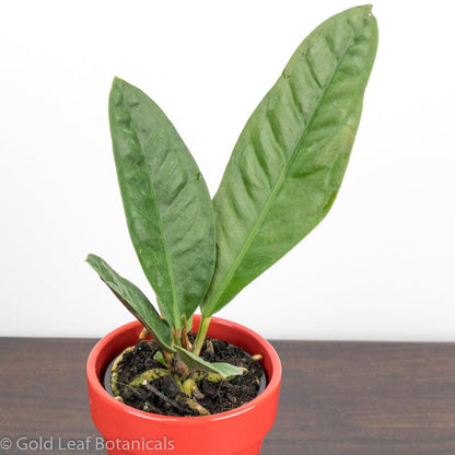 Anthurium Superbum Ontario Canada