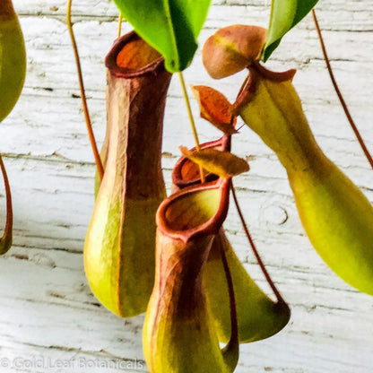 Asian Pitcher Plant (Nepenthes) - Gold Leaf Botanicals