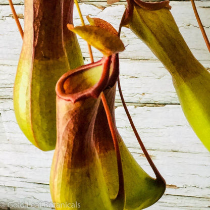 Asian Pitcher Plant (Nepenthes) - Gold Leaf Botanicals