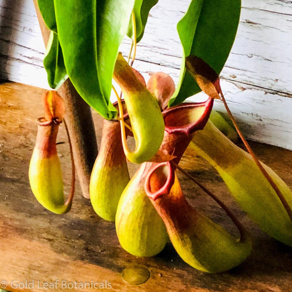 Asian Pitcher Plant (Nepenthes) - Gold Leaf Botanicals