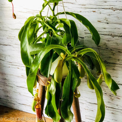 Asian Pitcher Plant (Nepenthes) - Gold Leaf Botanicals