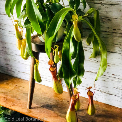 Asian Pitcher Plant (Nepenthes) - Gold Leaf Botanicals