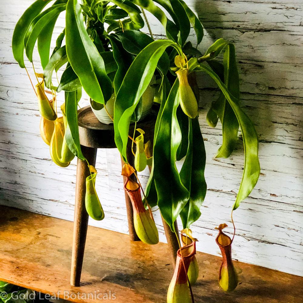 Asian Pitcher Plant (Nepenthes) - Gold Leaf Botanicals