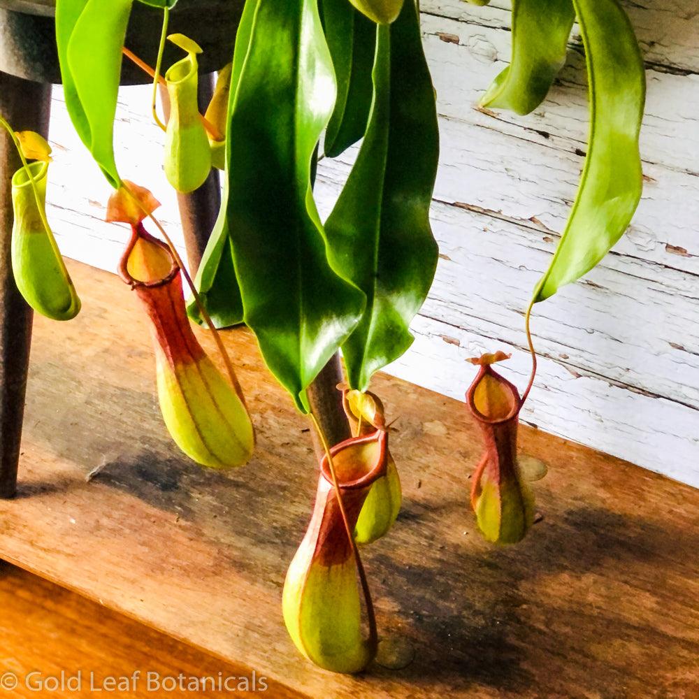 Asian Pitcher Plant (Nepenthes) - Gold Leaf Botanicals