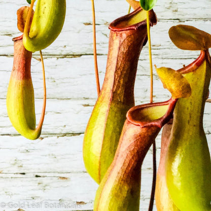 Asian Pitcher Plant (Nepenthes) - Gold Leaf Botanicals