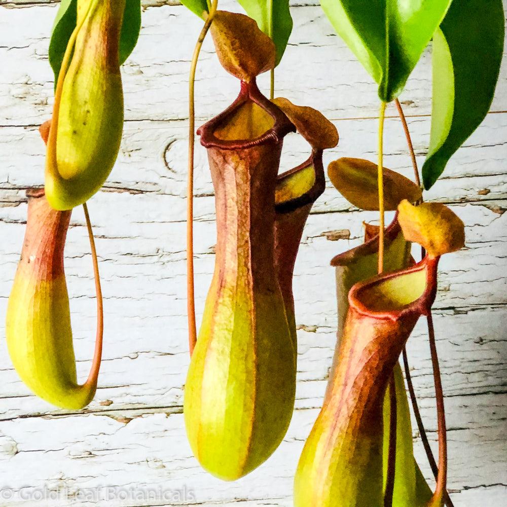 Asian Pitcher Plant (Nepenthes) - Gold Leaf Botanicals