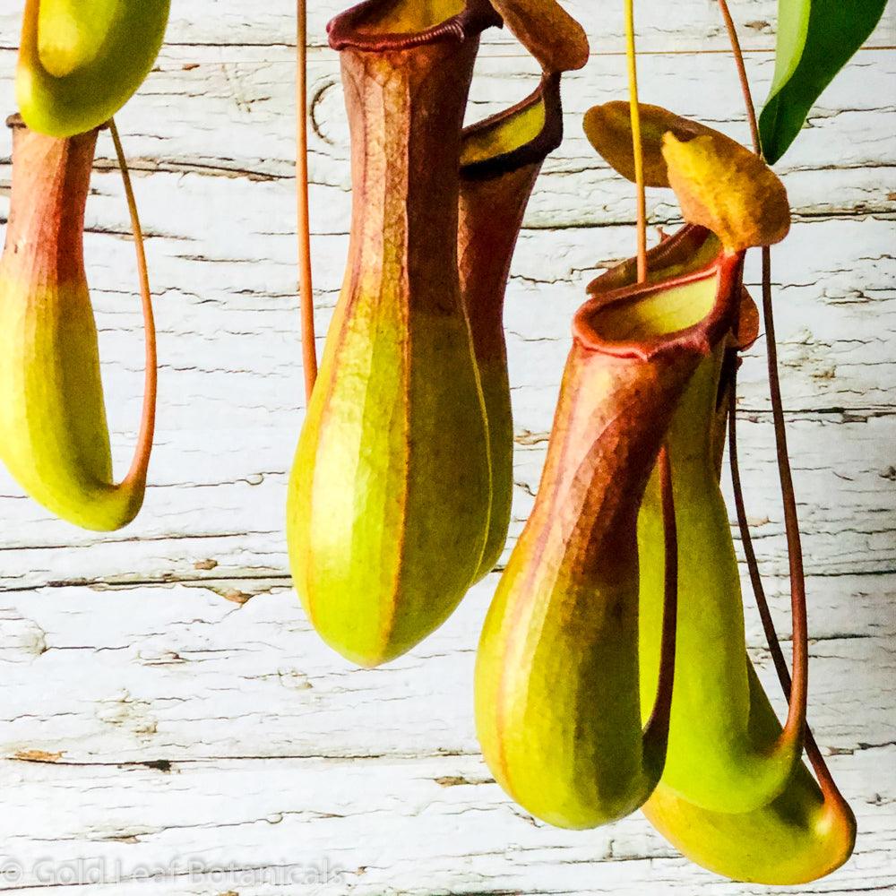 Asian Pitcher Plant (Nepenthes) - Gold Leaf Botanicals