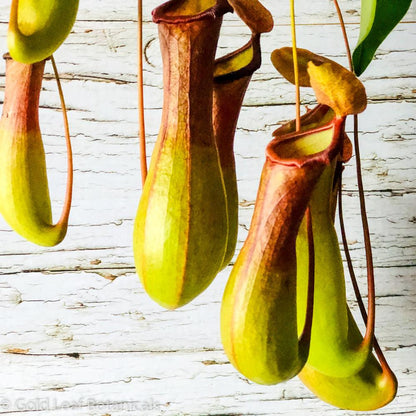 Asian Pitcher Plant (Nepenthes) - Gold Leaf Botanicals