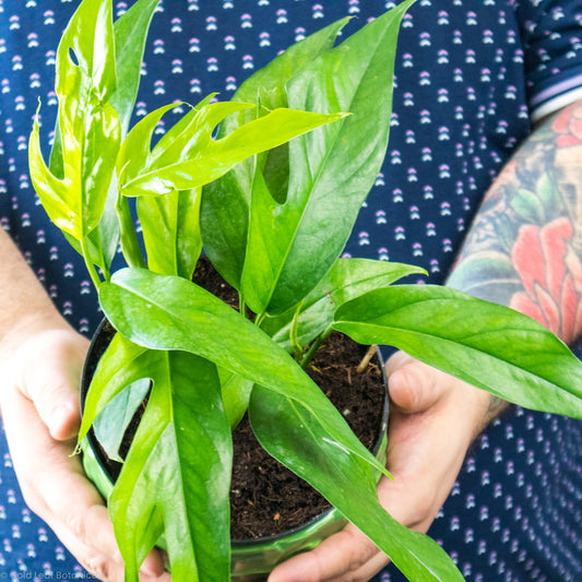 Baltic blue pothos held in hands