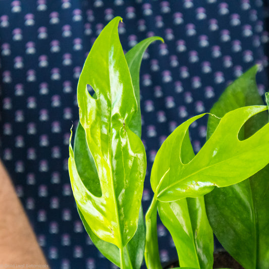 Baltic blue pothos held in hands