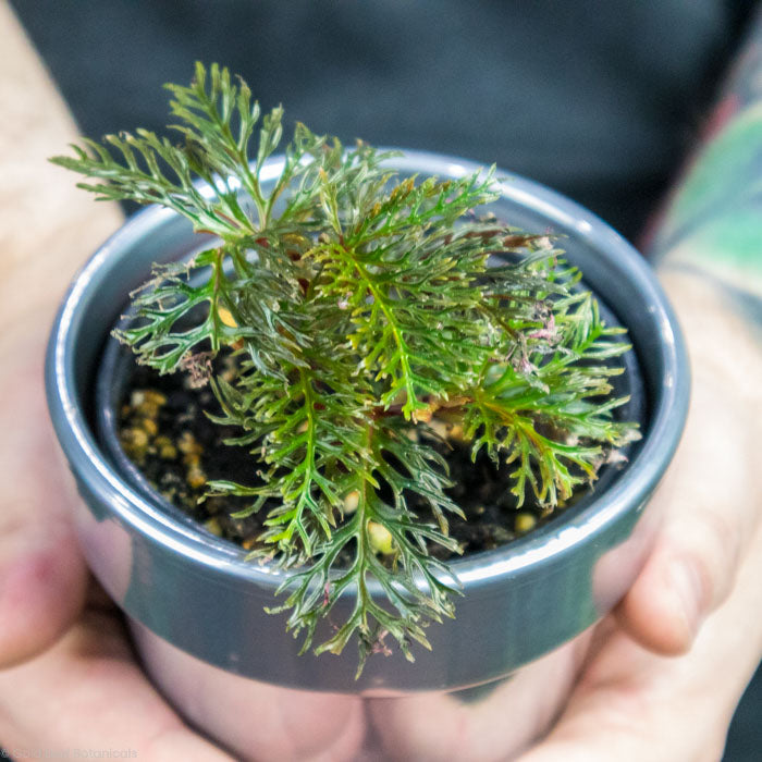 Begonia Bipinnatifida Plant Care Guide Sun, Water, and Soil